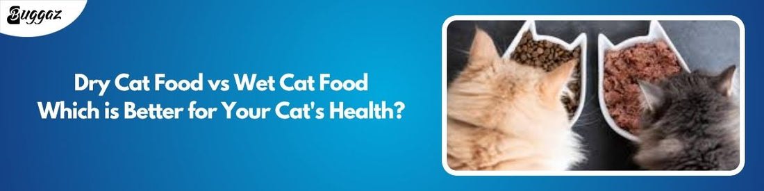 dry cat food vs wet cat food