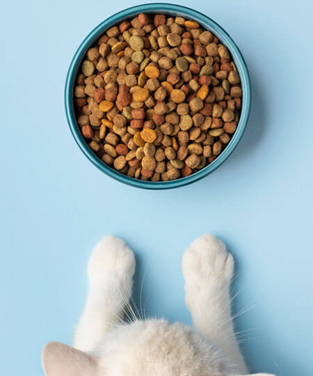 Dry Cat Food