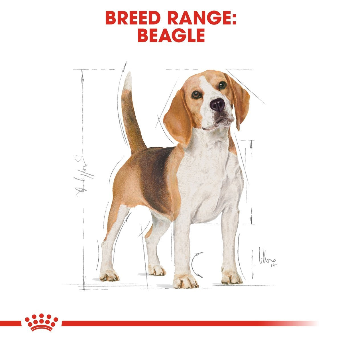 Royal Canin Beagle Adult Dry Dog Food 12kg