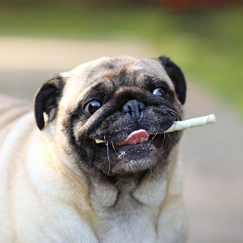 Twisted dental treats