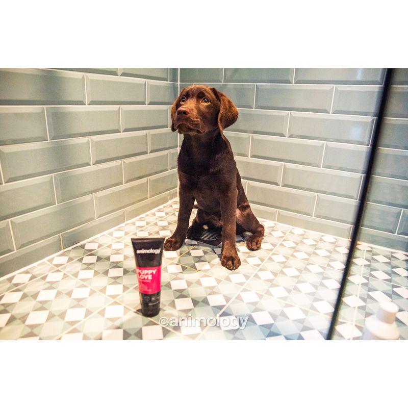 Soft cleansing for pups