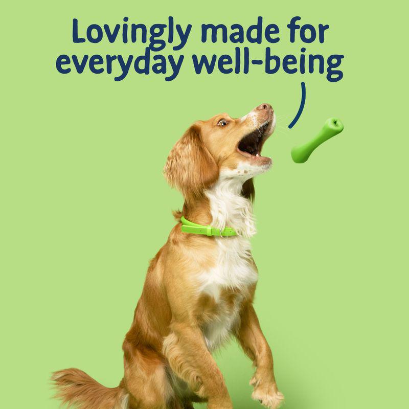 Kibble for adult dogs