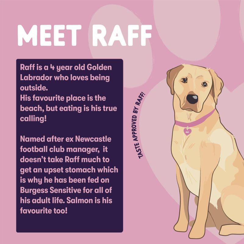 sensitive adult dog salmon