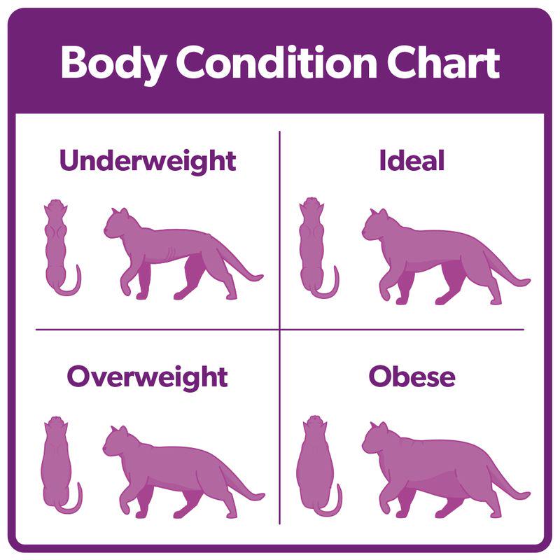 Burns Adult Cat body Condition chart