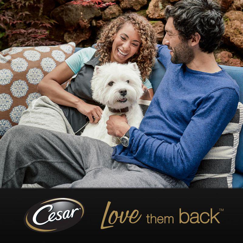 cesar gourmet dog pack