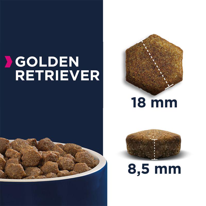 Adult Golden Retriever nutrition