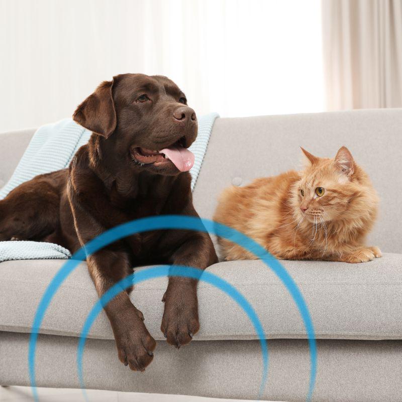 Frontline spray for carpets