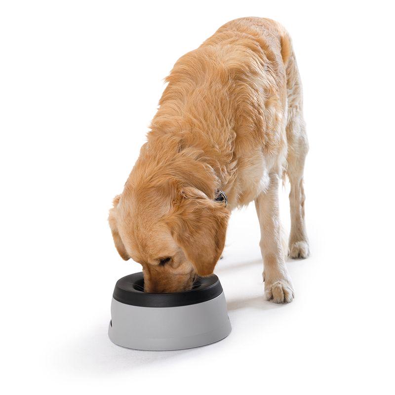 Portable dog bowl