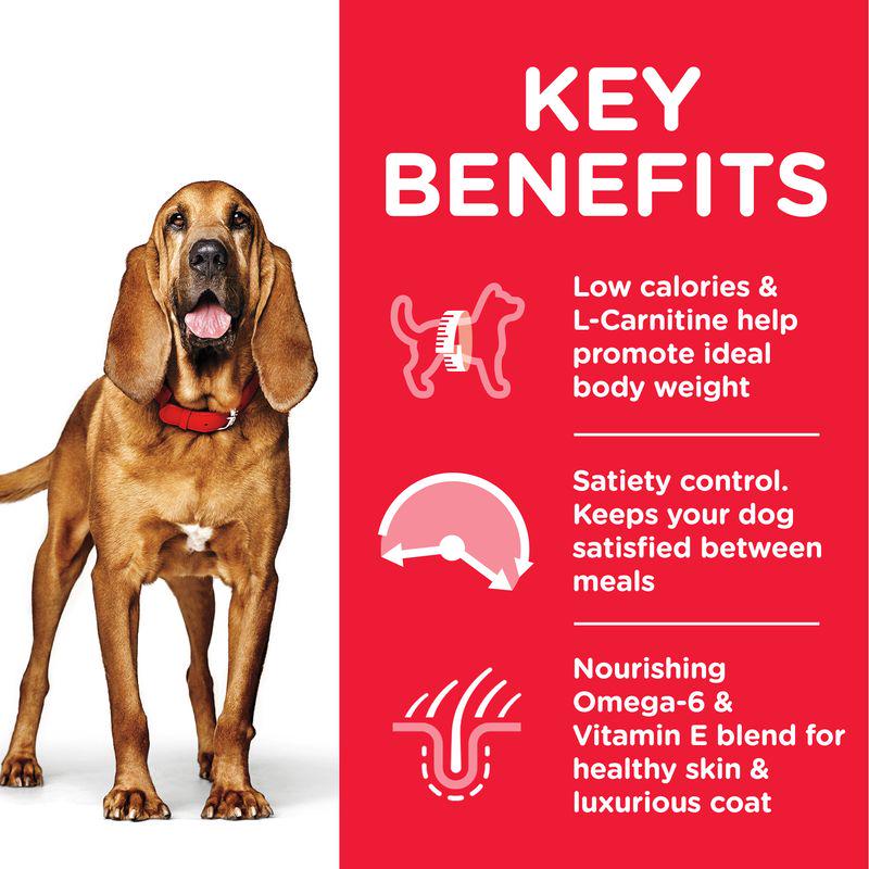 Healthy aging dog nutrition