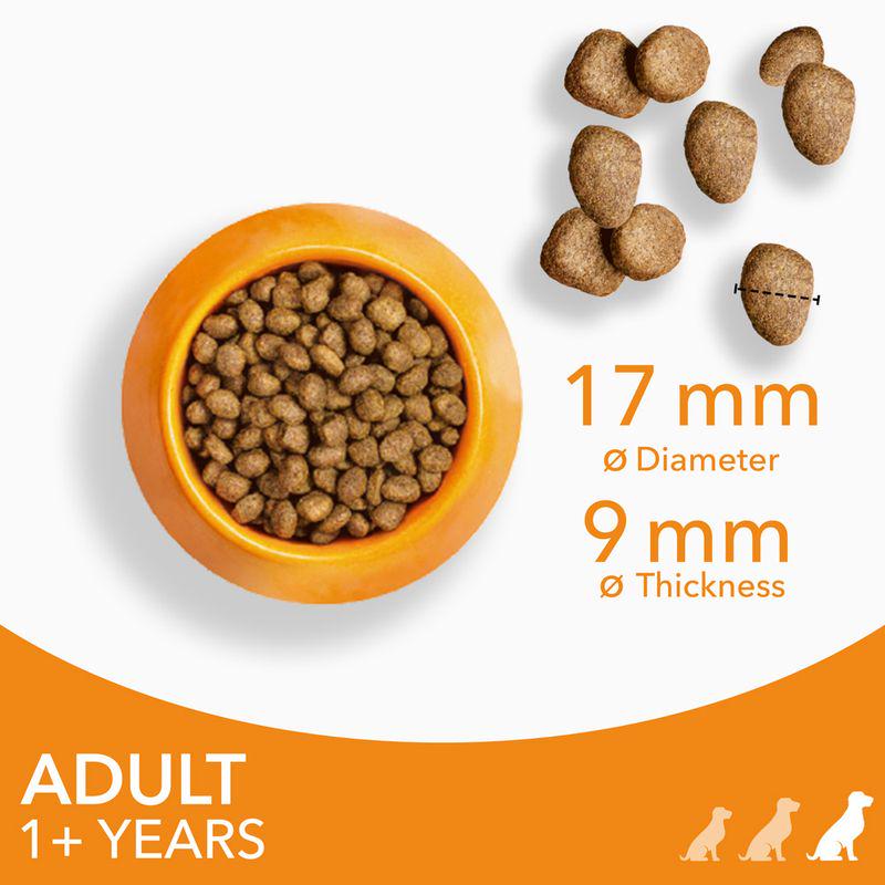 Advanced nutrition for large dogs