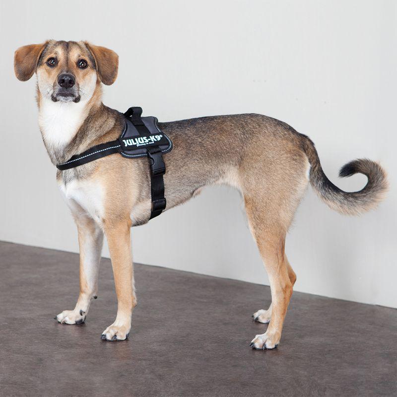 Durable dog harness
