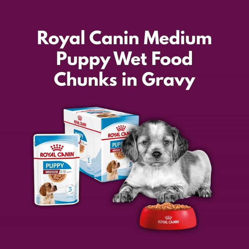Royal Canin Medium Puppy Wet Food Chunks in Gravy with a puppy and food bowl on a purple background