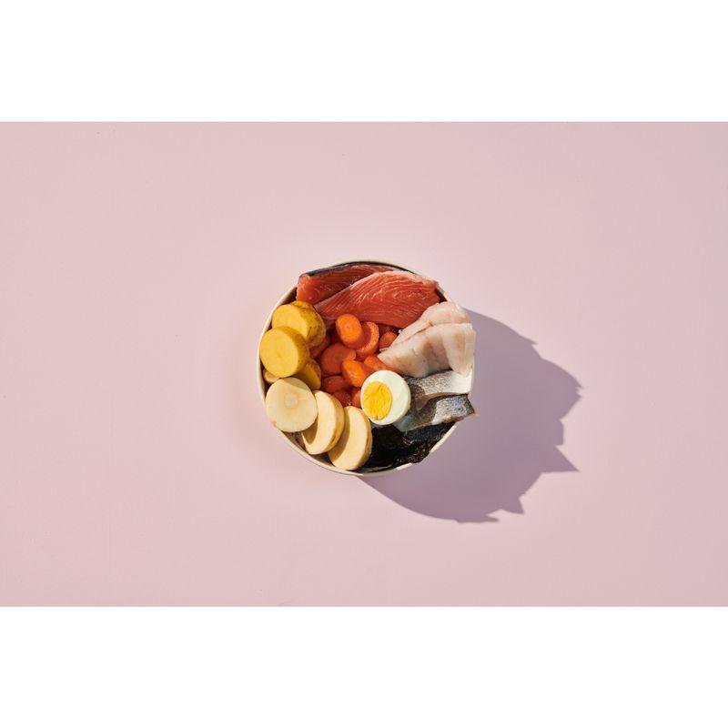 adult salmon dog food