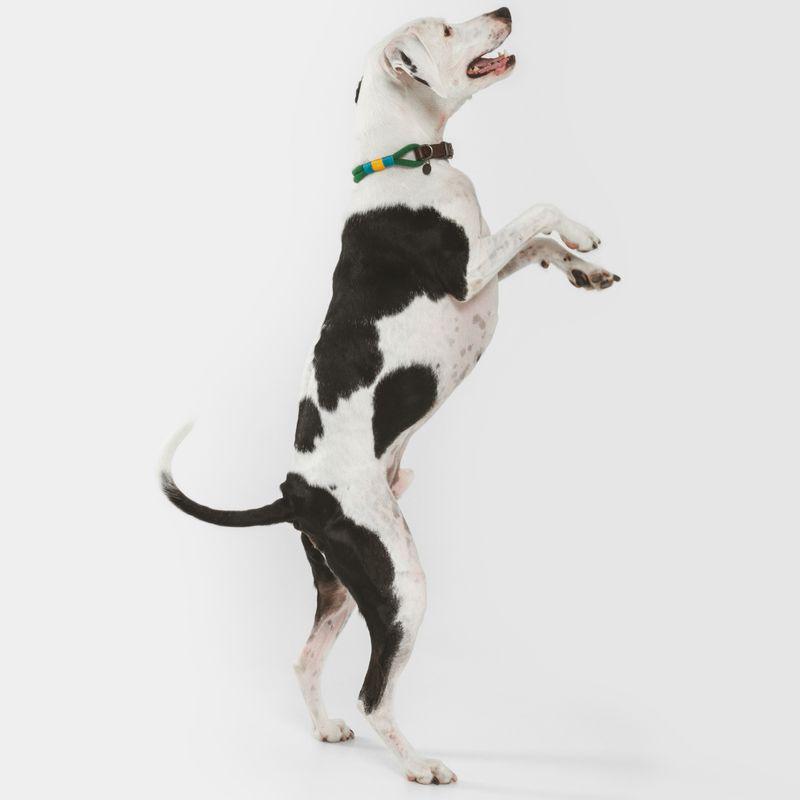 Spirit collection dog gear