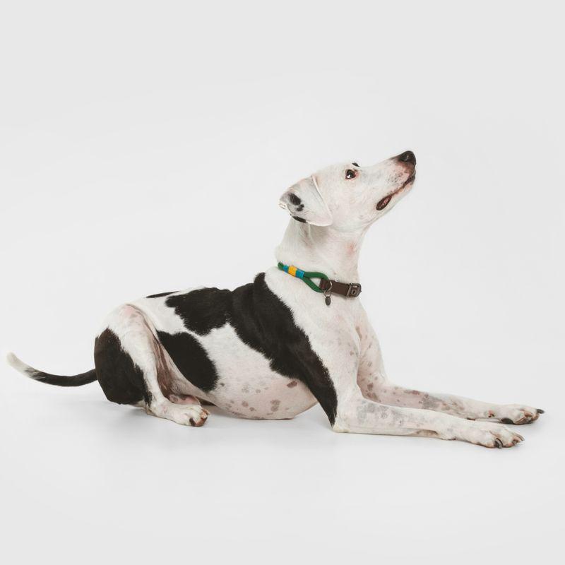 Adjustable pine dog collar