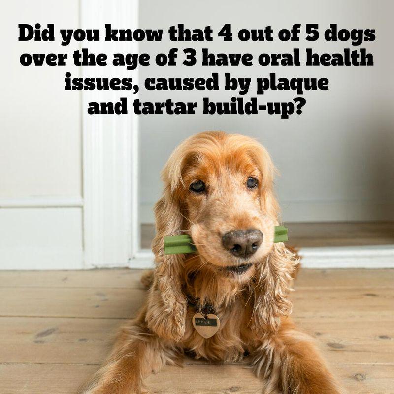 Plaque control for dogs
