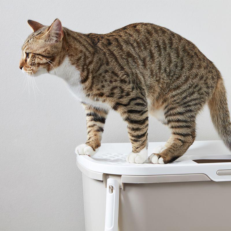 Top-entry litter box for cats