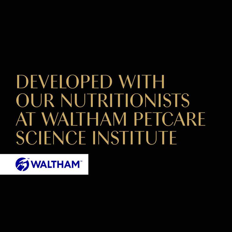 sheba asian style cat