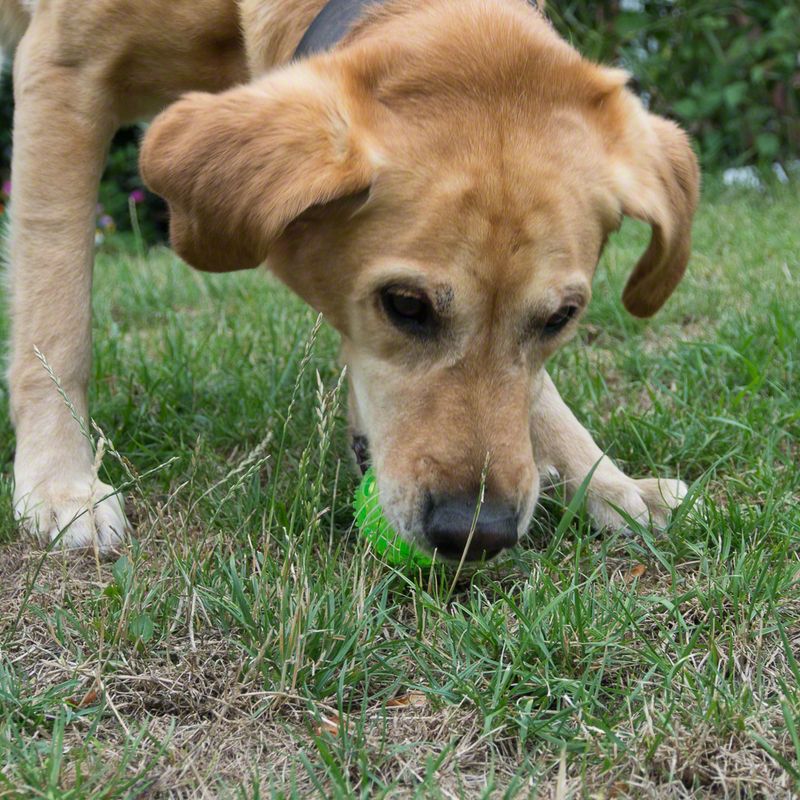 Fun squeaky dog ball