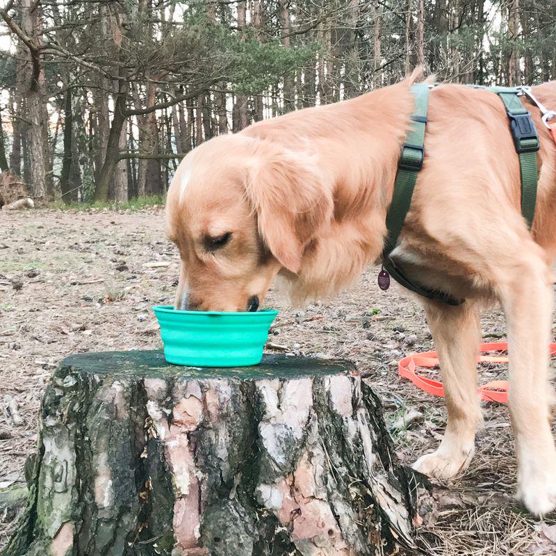 Collapsible pet bowl