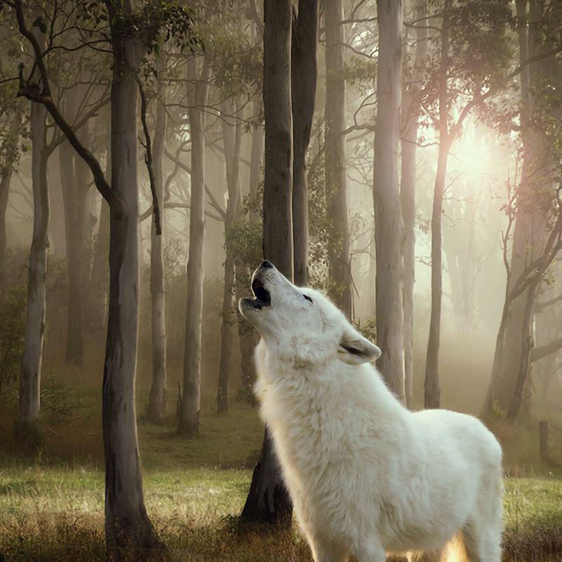 Wolf of Wilderness junior mix