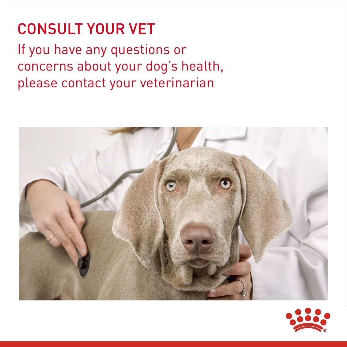 Dog being examined by a veterinarian with text advising to consult a vet if questions or concerns about a dog's health arise.