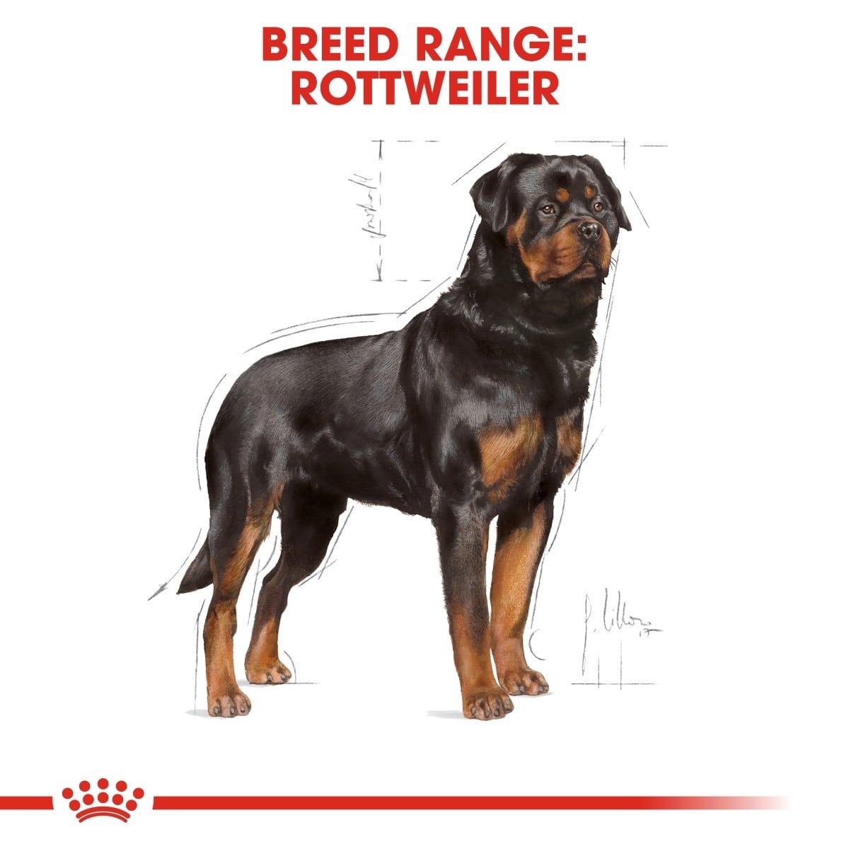 Illustration of a Rottweiler with breed range text on a white background