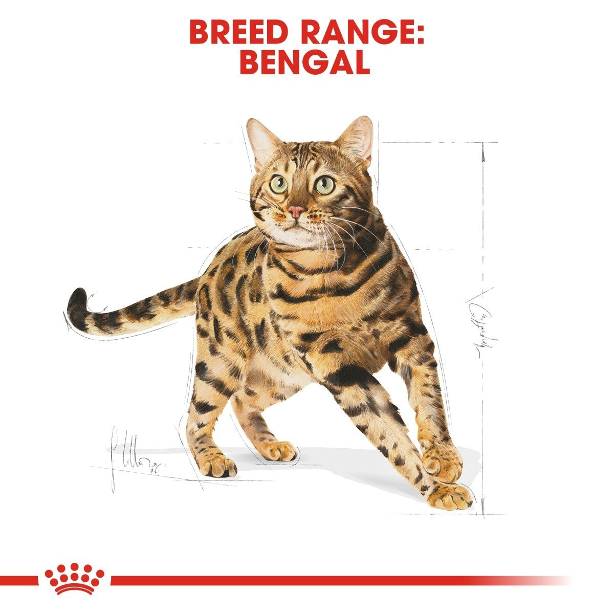 Cat breed range Bengal on a white background with a red banner at the top.