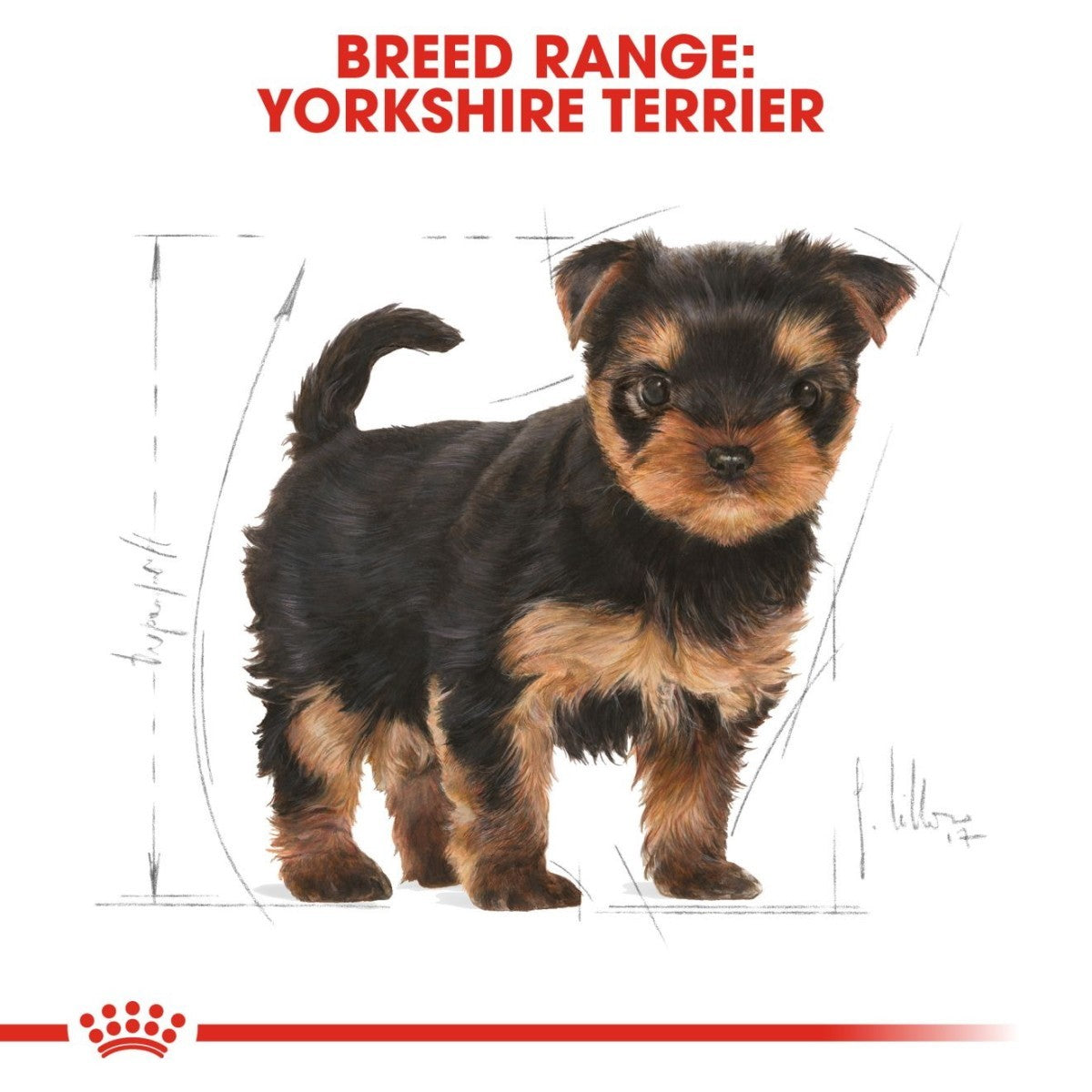Yorkshire Terrier puppy with breed range text and Royal Canin logo.