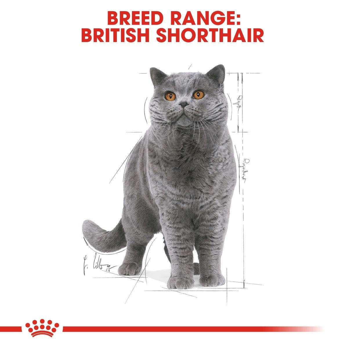 Gray British Shorthair cat with breed range text on a white background