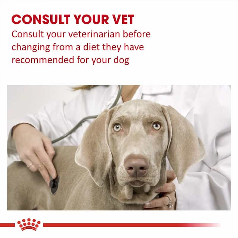 Dog being examined by a veterinarian with text advising to consult a vet before changing the dog's diet.