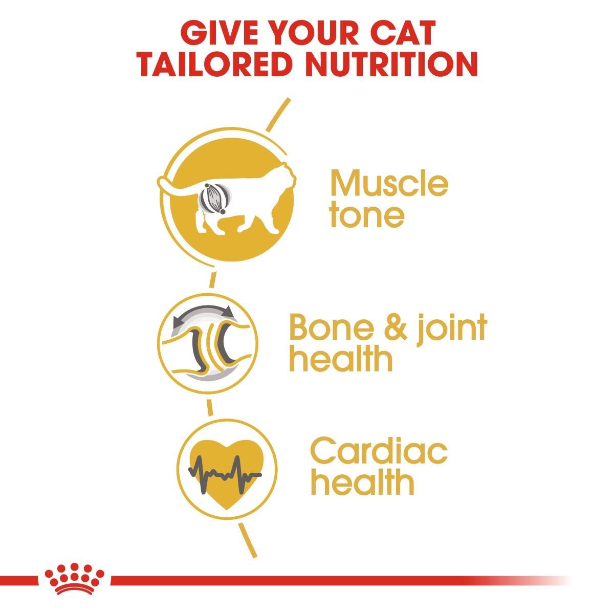 Diagram showing how tailored nutrition benefits a cat's muscle tone, bone & joint health, and cardiac health with a red and yellow color scheme.