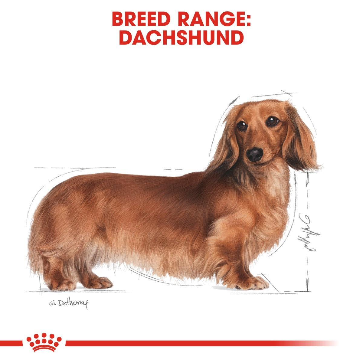 Dachshund illustration with 'Breed Range: Dachshund' text on a white background
