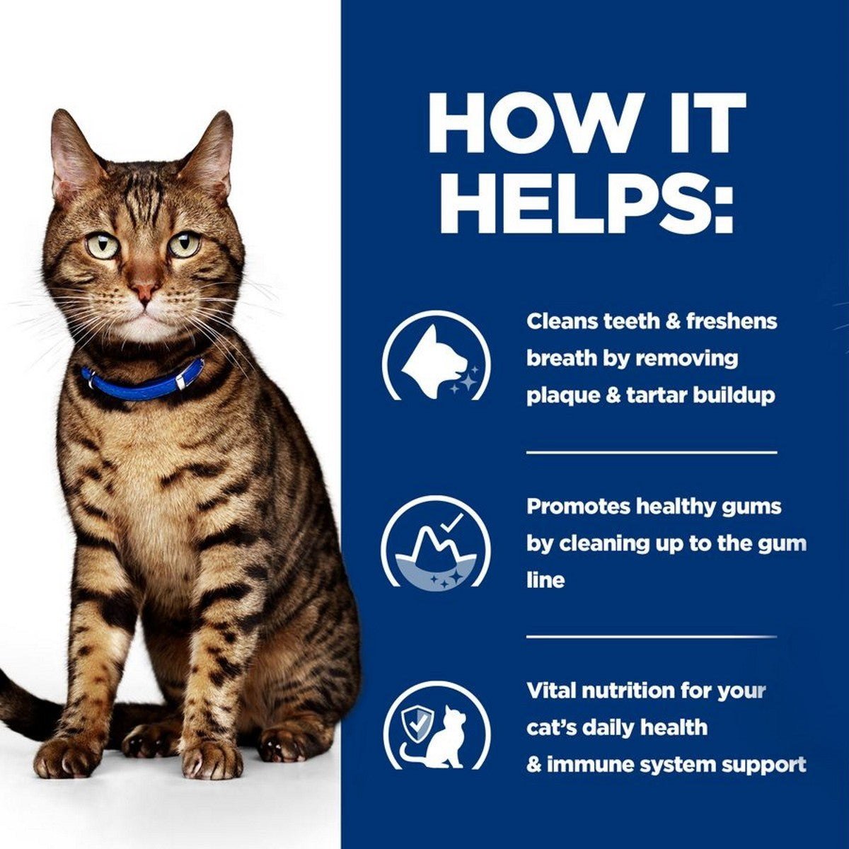 Oral health cat diet