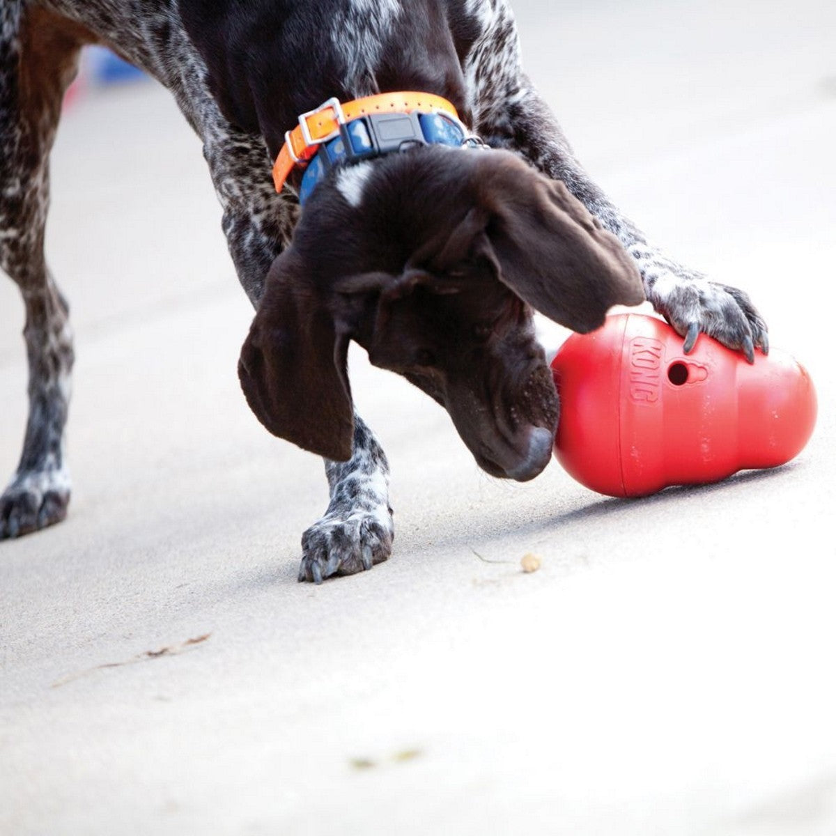 Dog playing with a red ball on a light surface