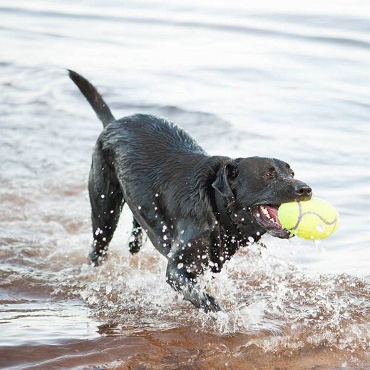 Dog running through water with a yellow ball in its mouth