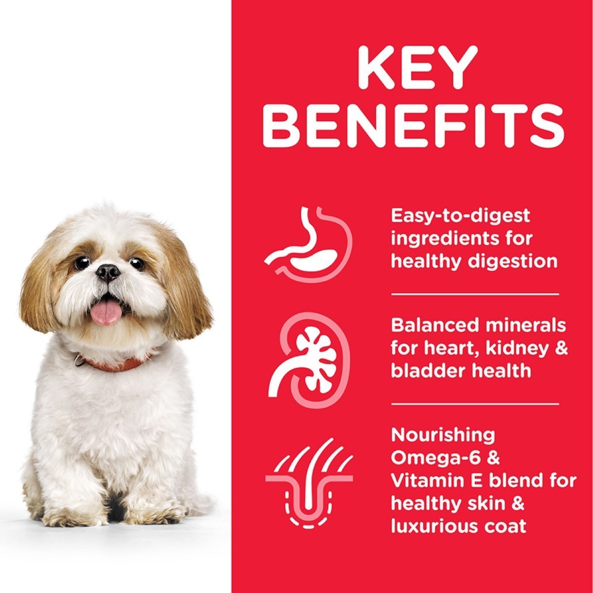 Healthy weight senior dogs