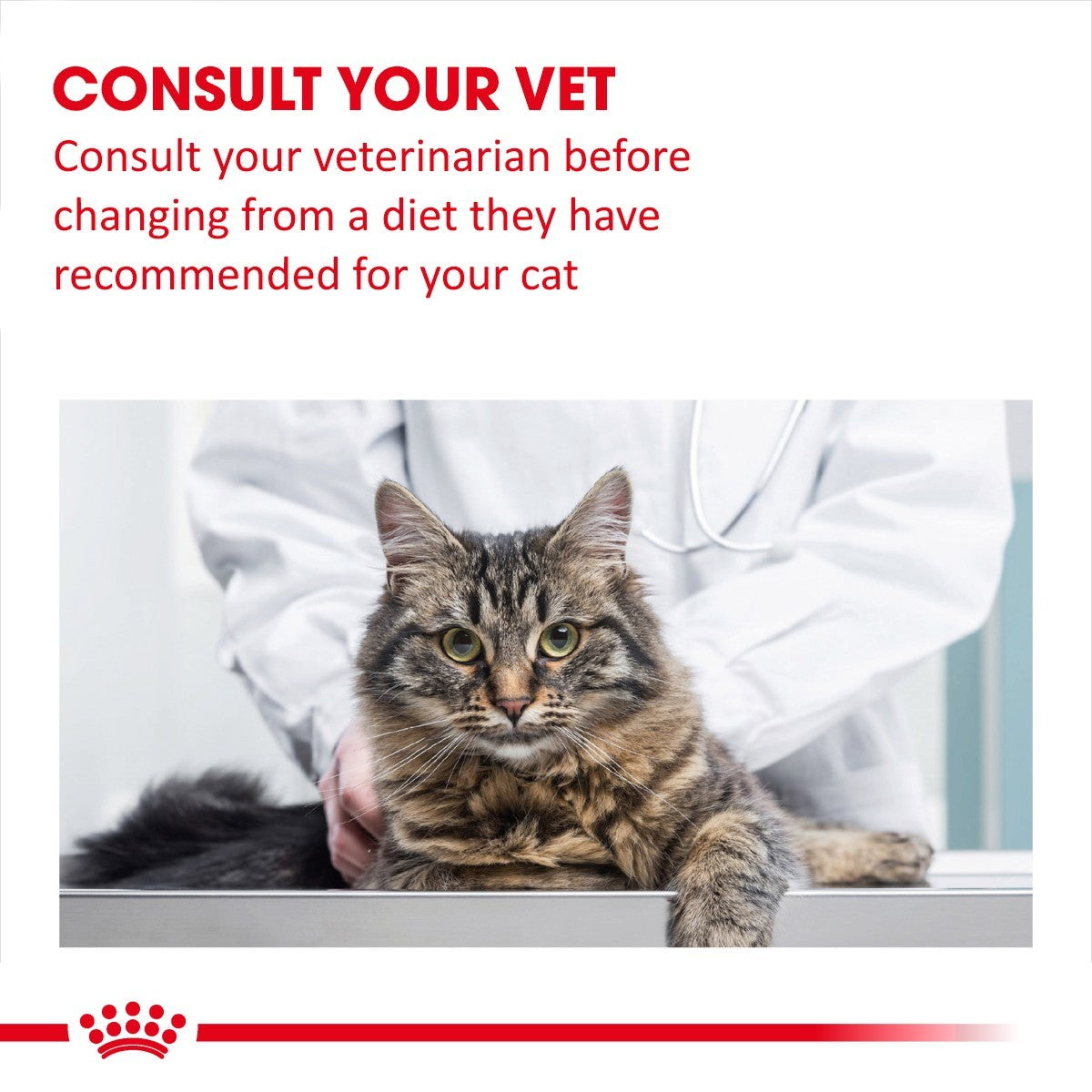 Cat being examined by a veterinarian with text advising to consult a vet before changing the cat's diet.