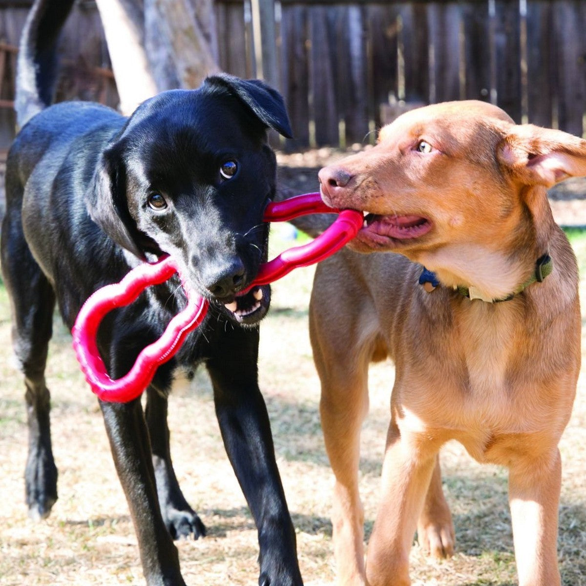 Two dogs playing with a red toy outdoors.