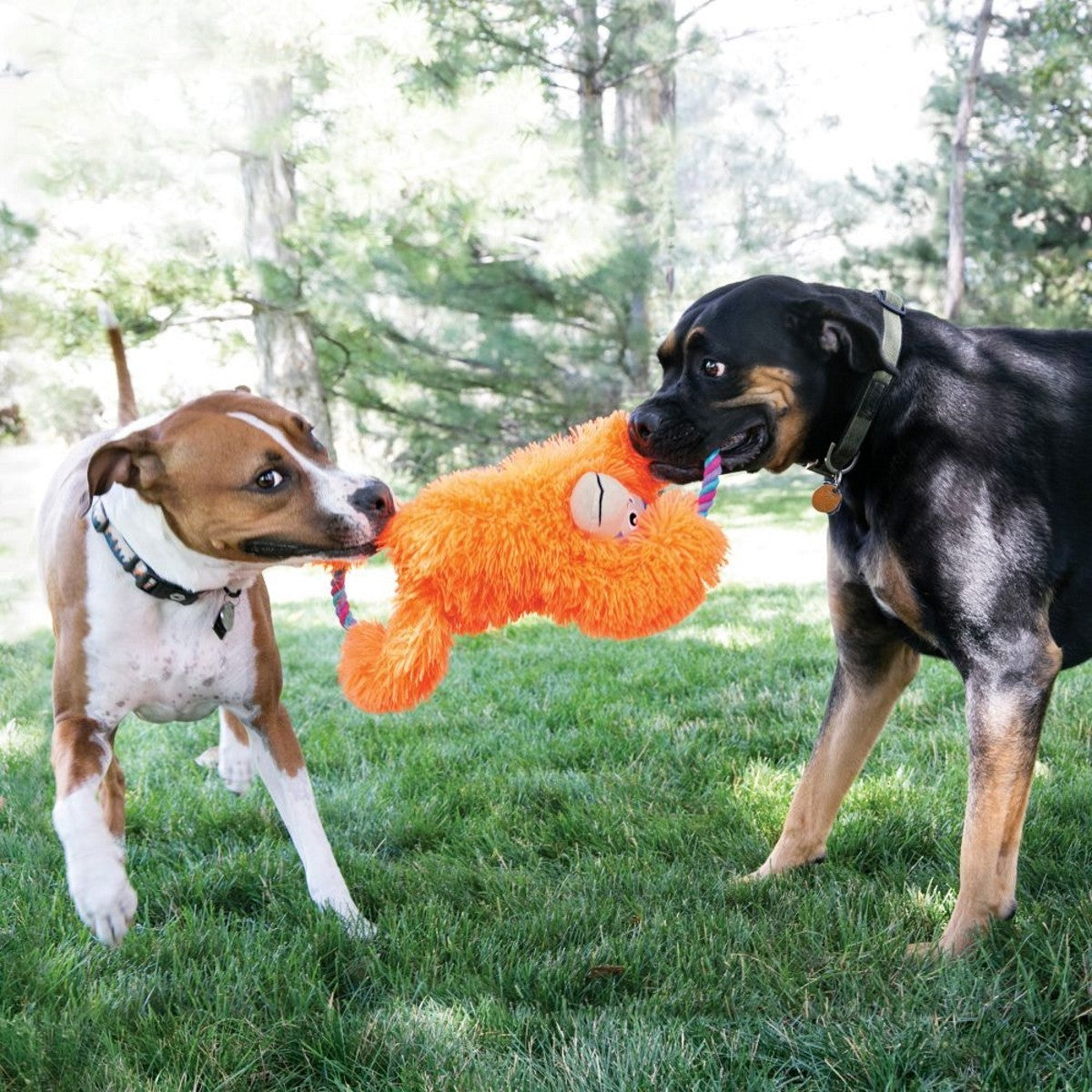 Two dogs playing with an orange plush toy outdoors on a grassy area with trees in the background.