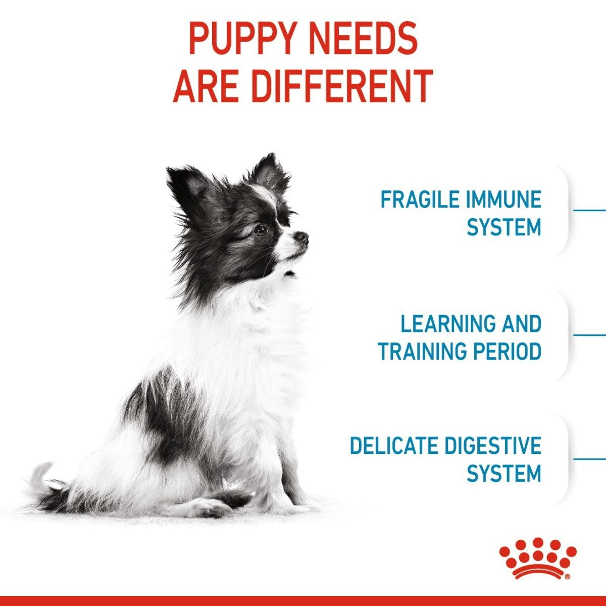 Dog with text about puppy needs on a white background