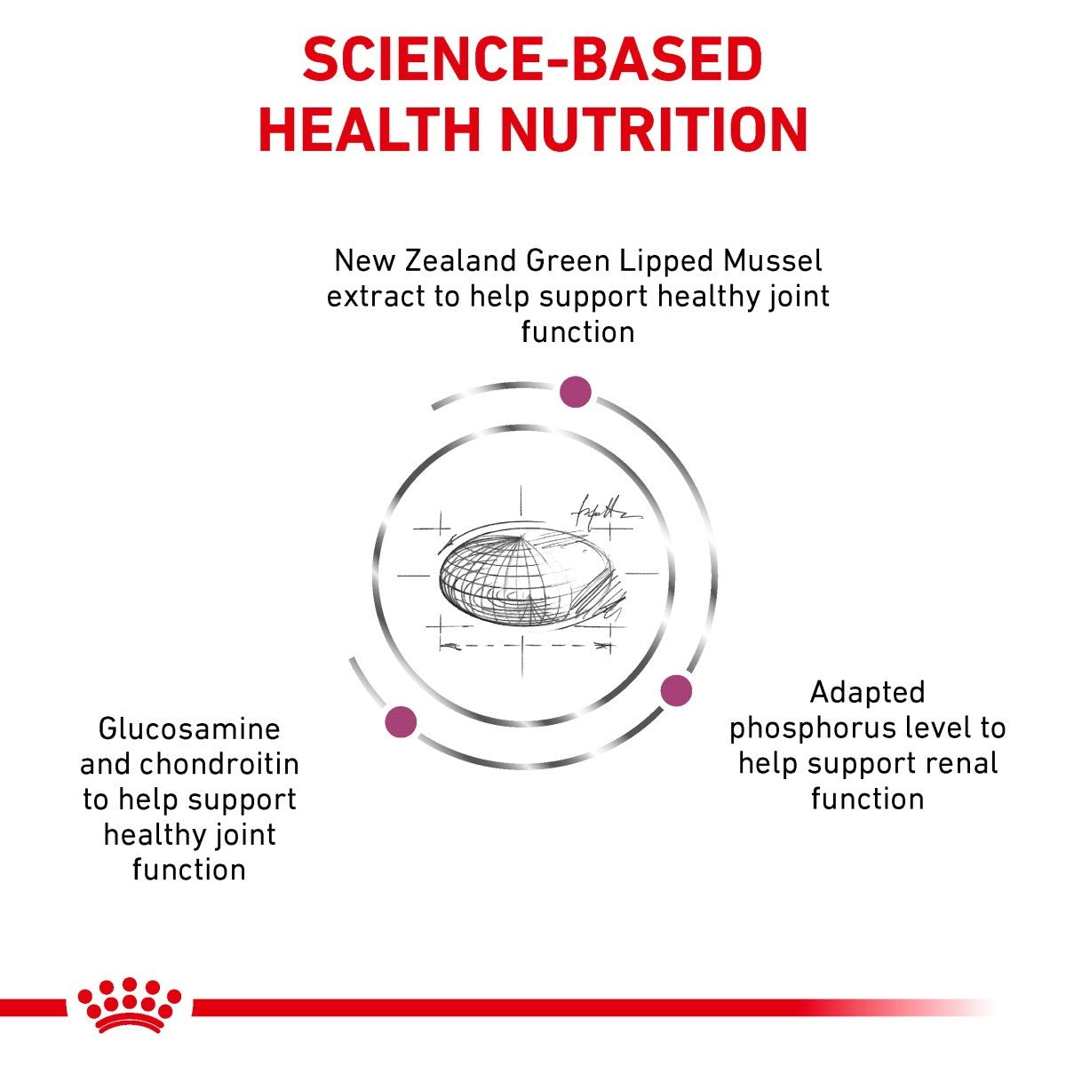 Diagram of New Zealand Green Lipped Mussel extract benefits on a white background with red accents.