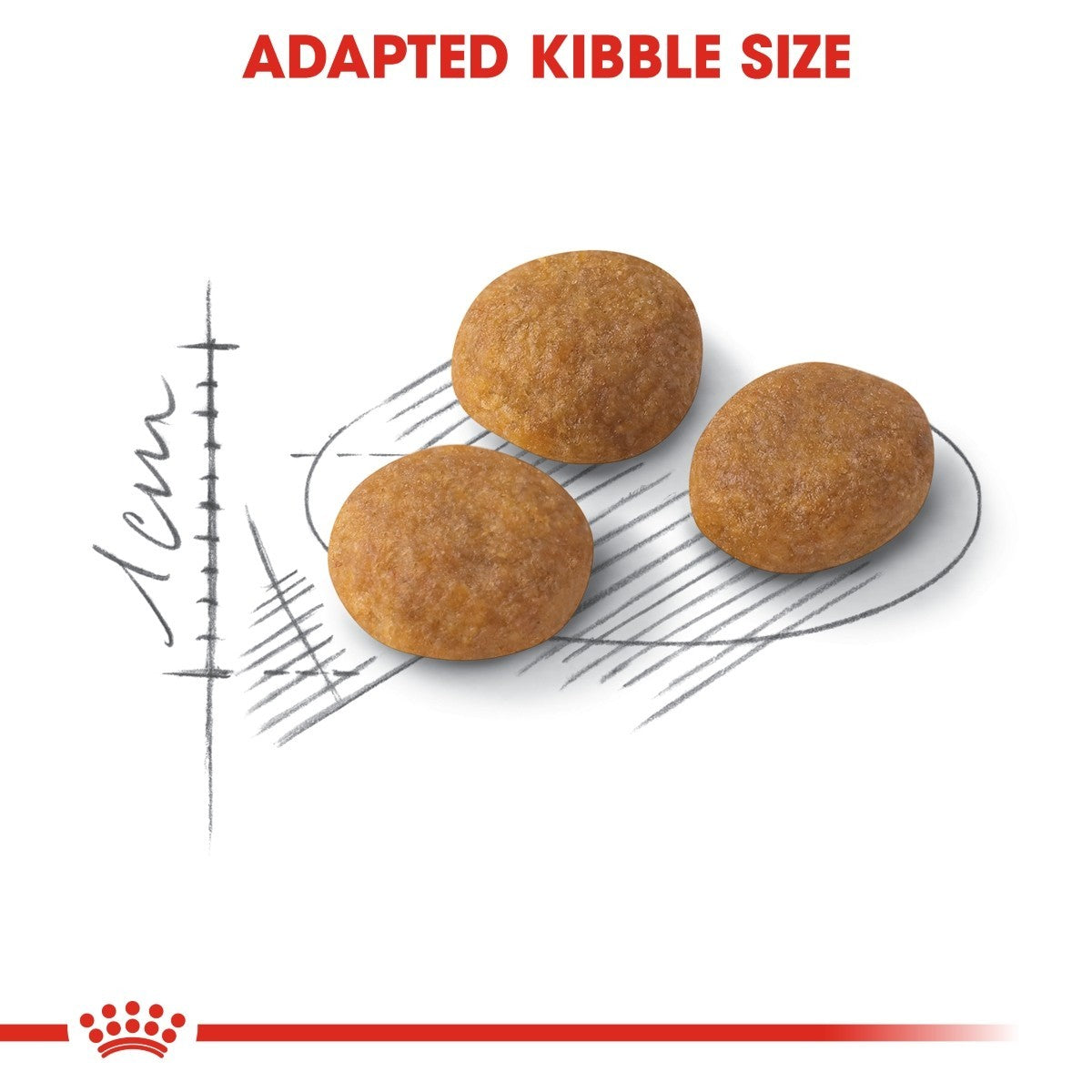 Three pieces of adapted kibble size on a white background with a scale and Royal Canin logo.
