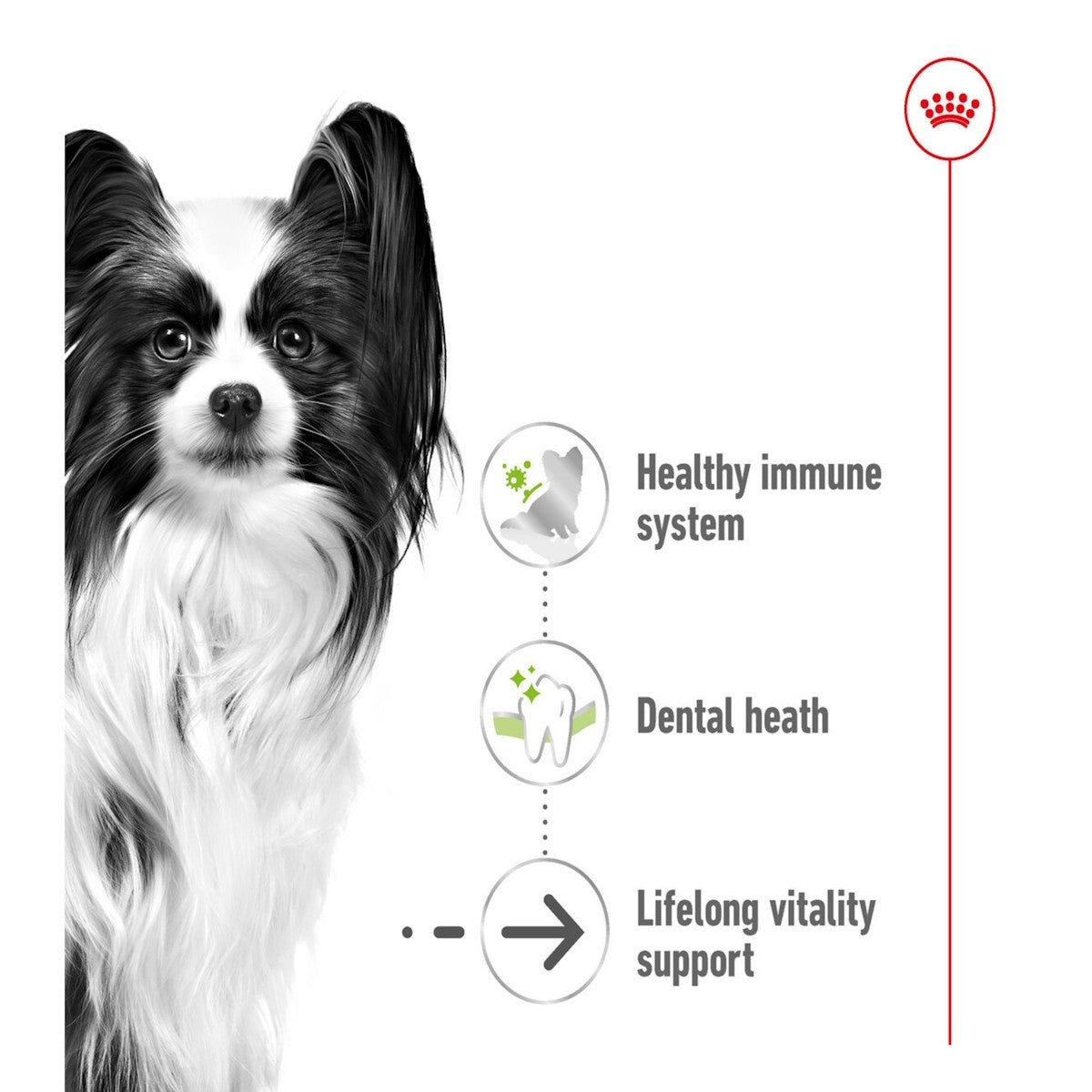 Black and white dog with health benefits listed on a white background