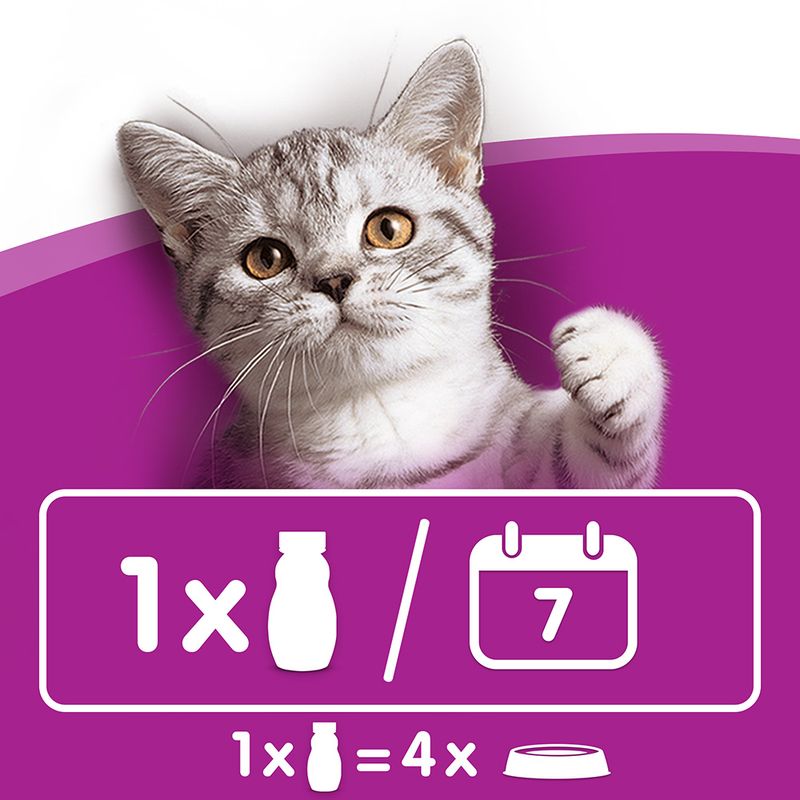 Cat on a purple background with feeding instructions displayed