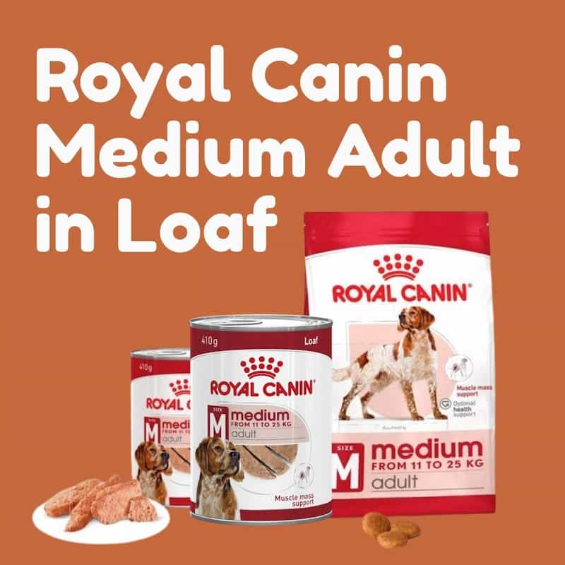 Royal Canin Medium Adult dog food packaging on an orange background