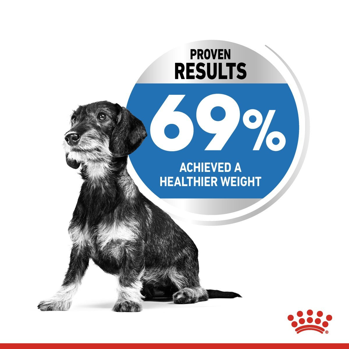Dog with a health achievement badge showing 69% weight loss success rate on a white background