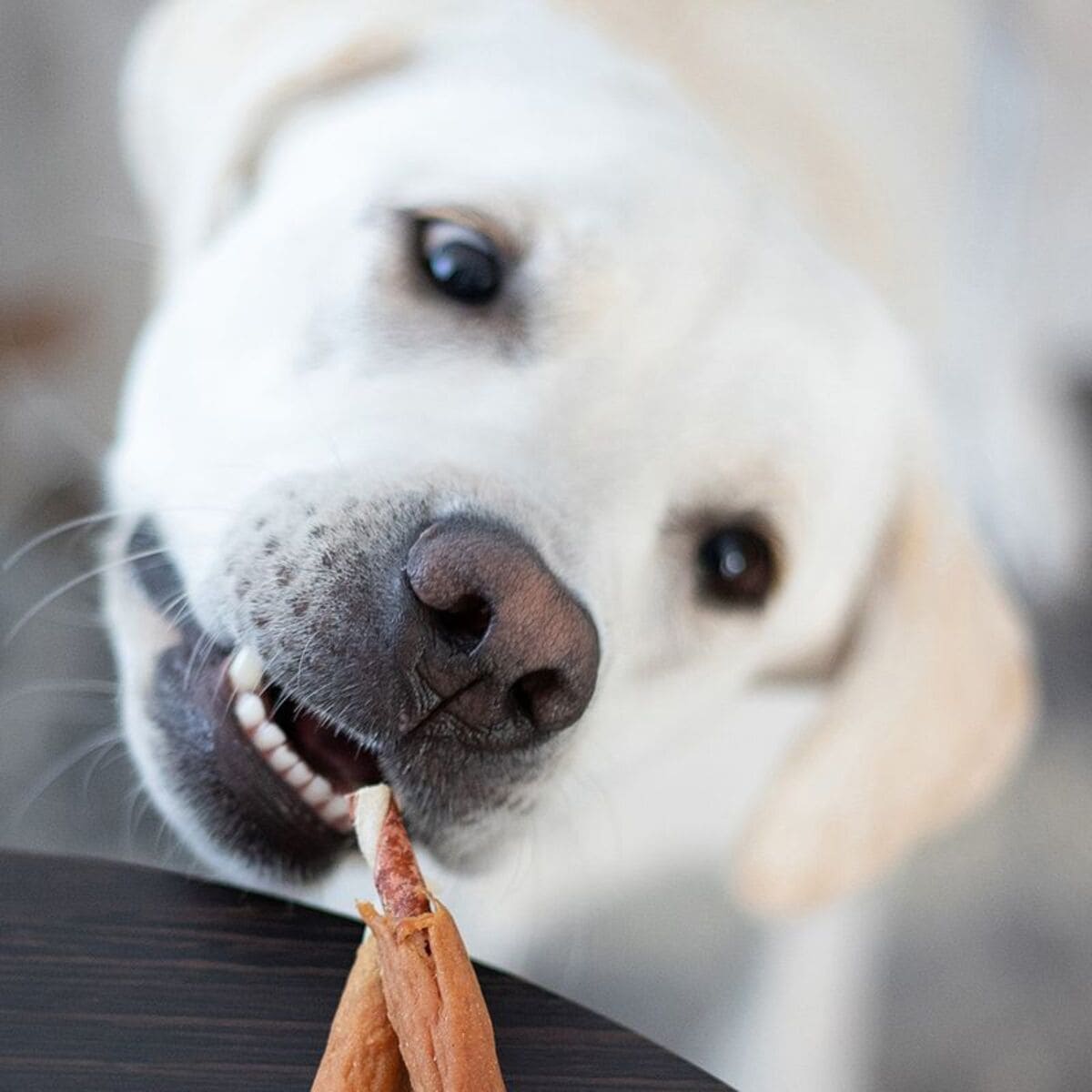 Dog holding a treat in its mouth with a blurred background