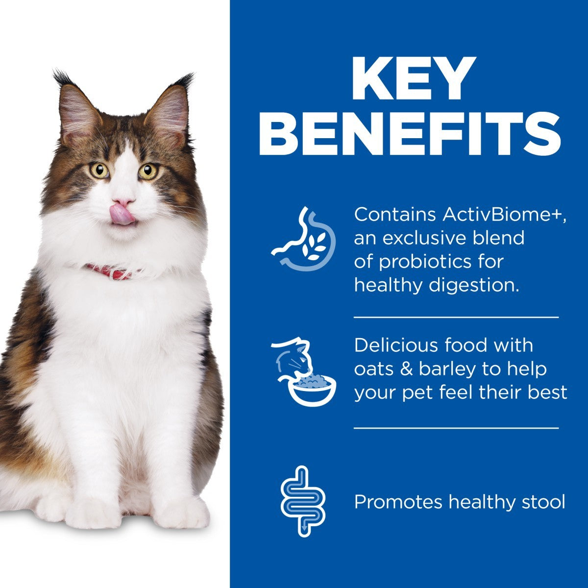 Dry cat food digestion