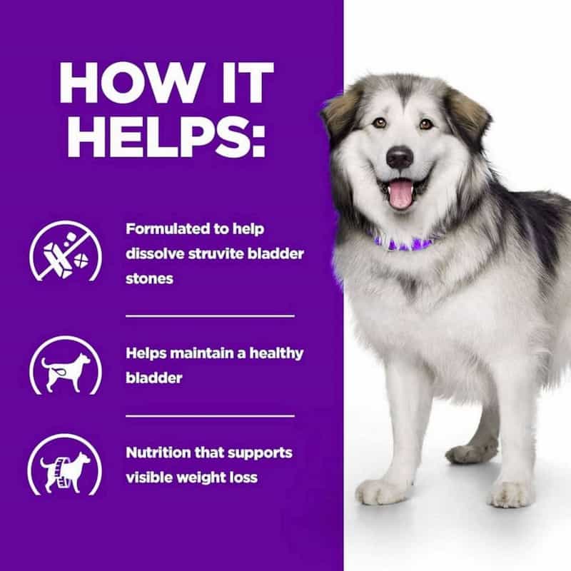 Dog with a purple background and text about bladder health benefits